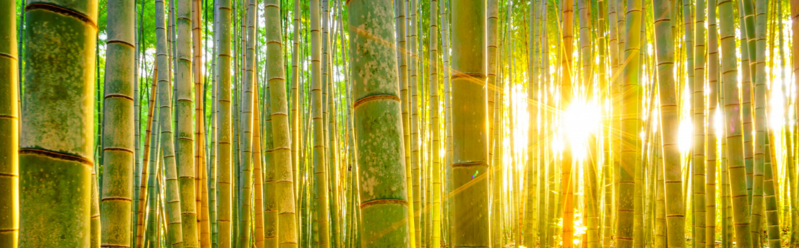 Bambus & nachhaltig