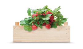 Anzuchtset Erdbeeren